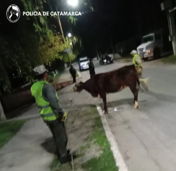 División Policía Montada 3