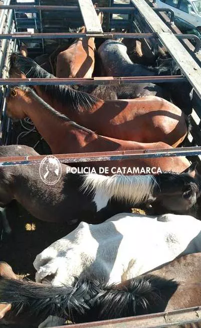 Secuestros Div. Pol. Montada (3)