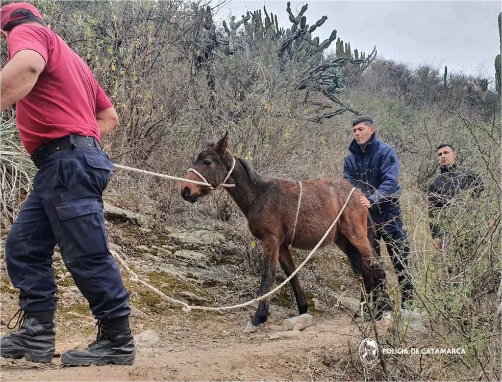 caballo rescatado 4- cuarta