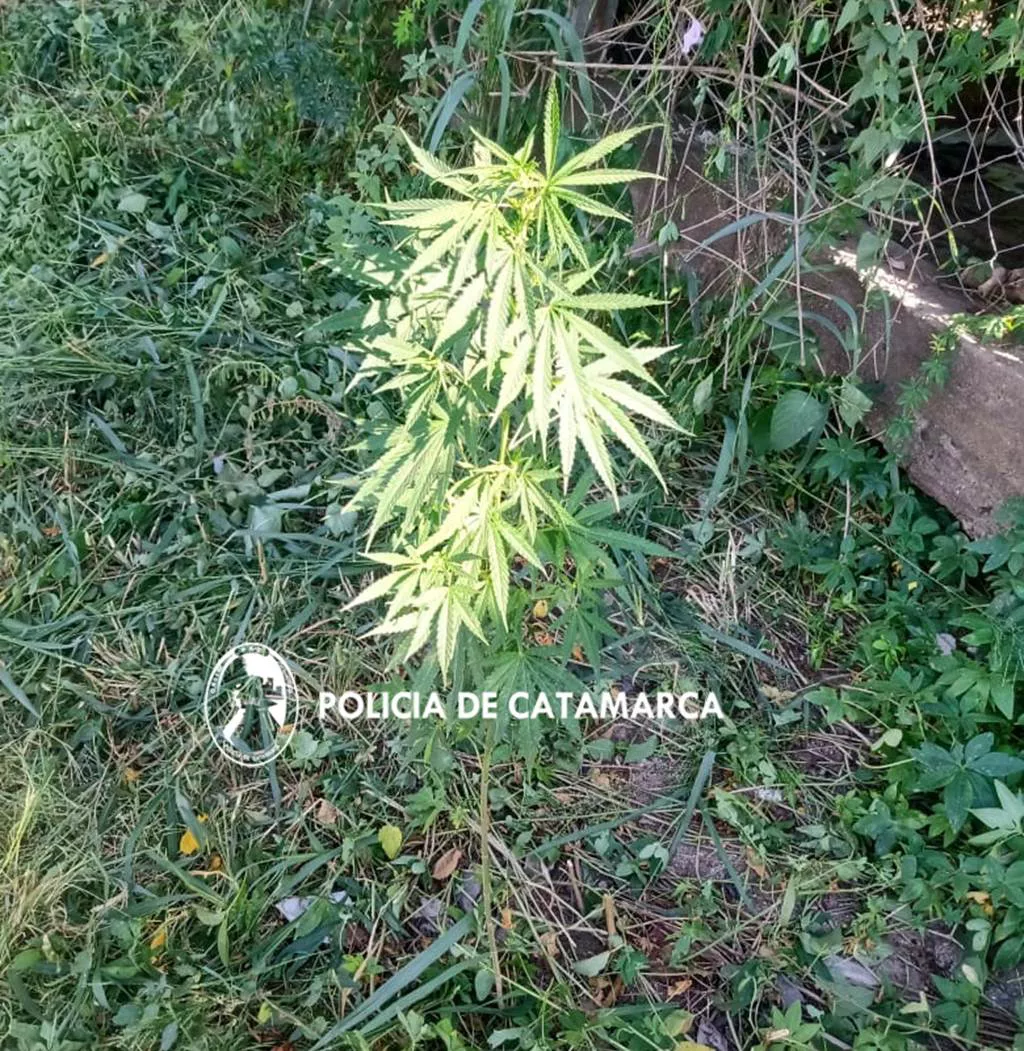 Cannabis- Valle Viejo