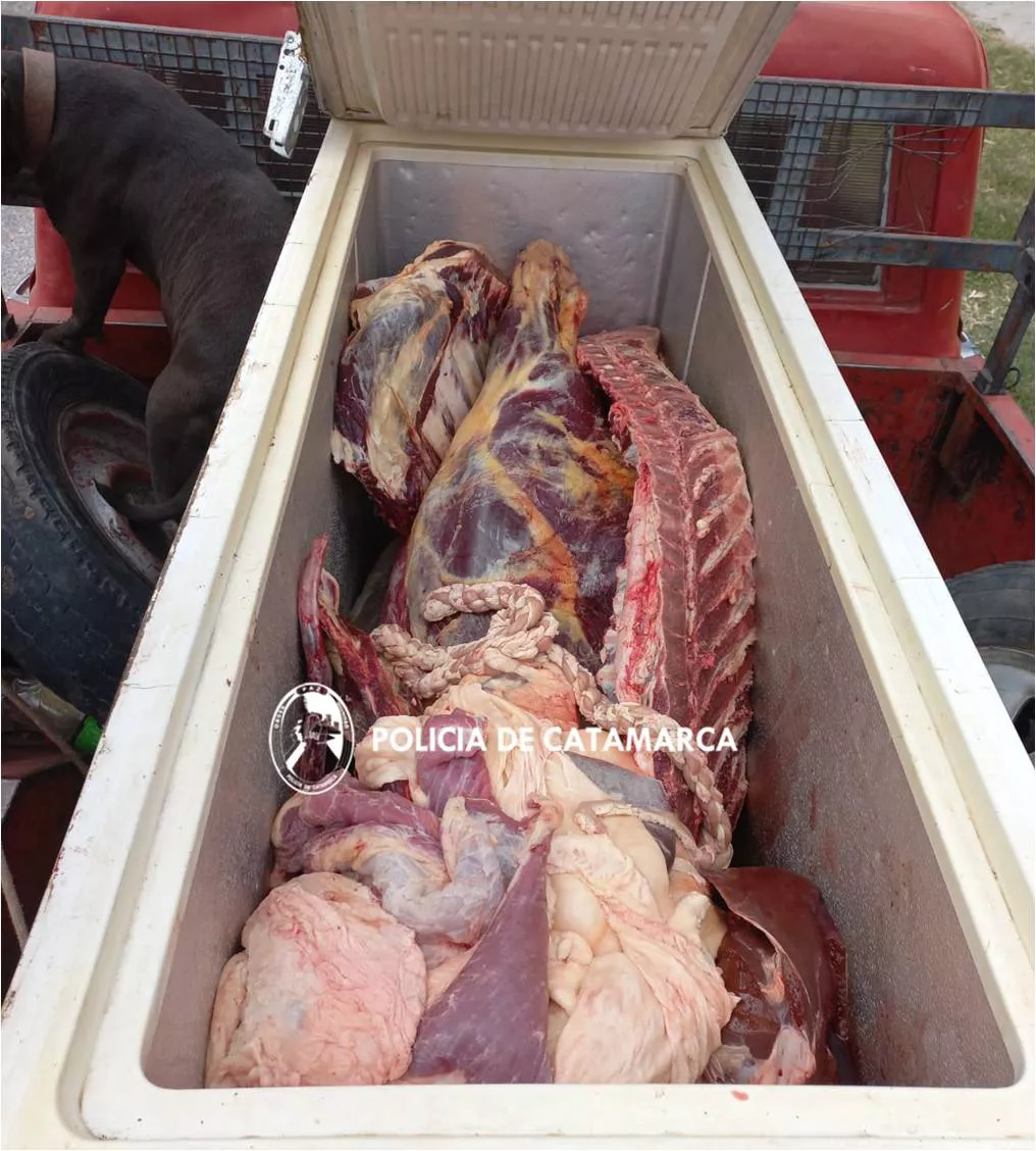 secuestro de carne vacuna en poman 2