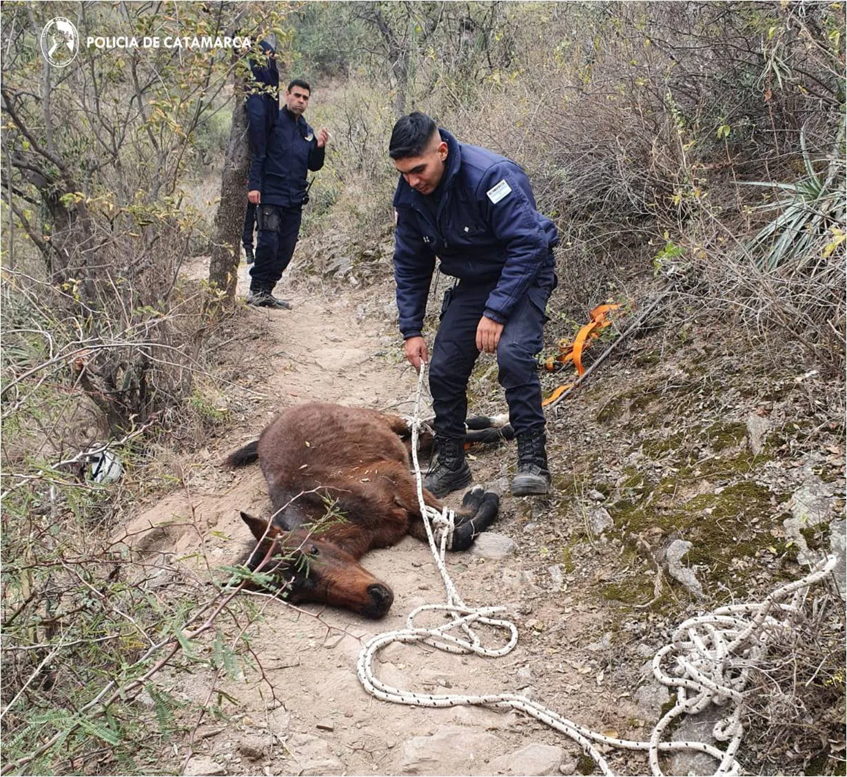 caballo rescatado 3- cuarta