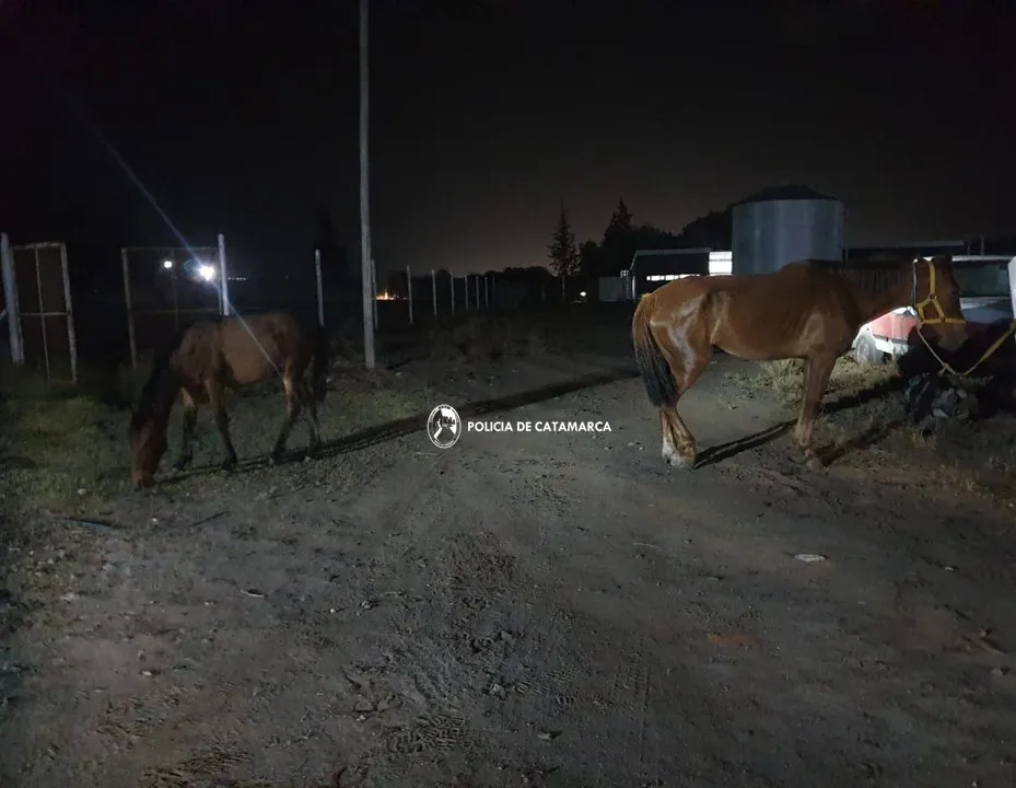 ANIAMLES NUEVA CONETA