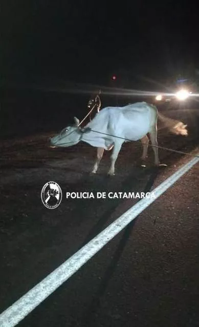 Secuestros Div. Pol. Montada (2)
