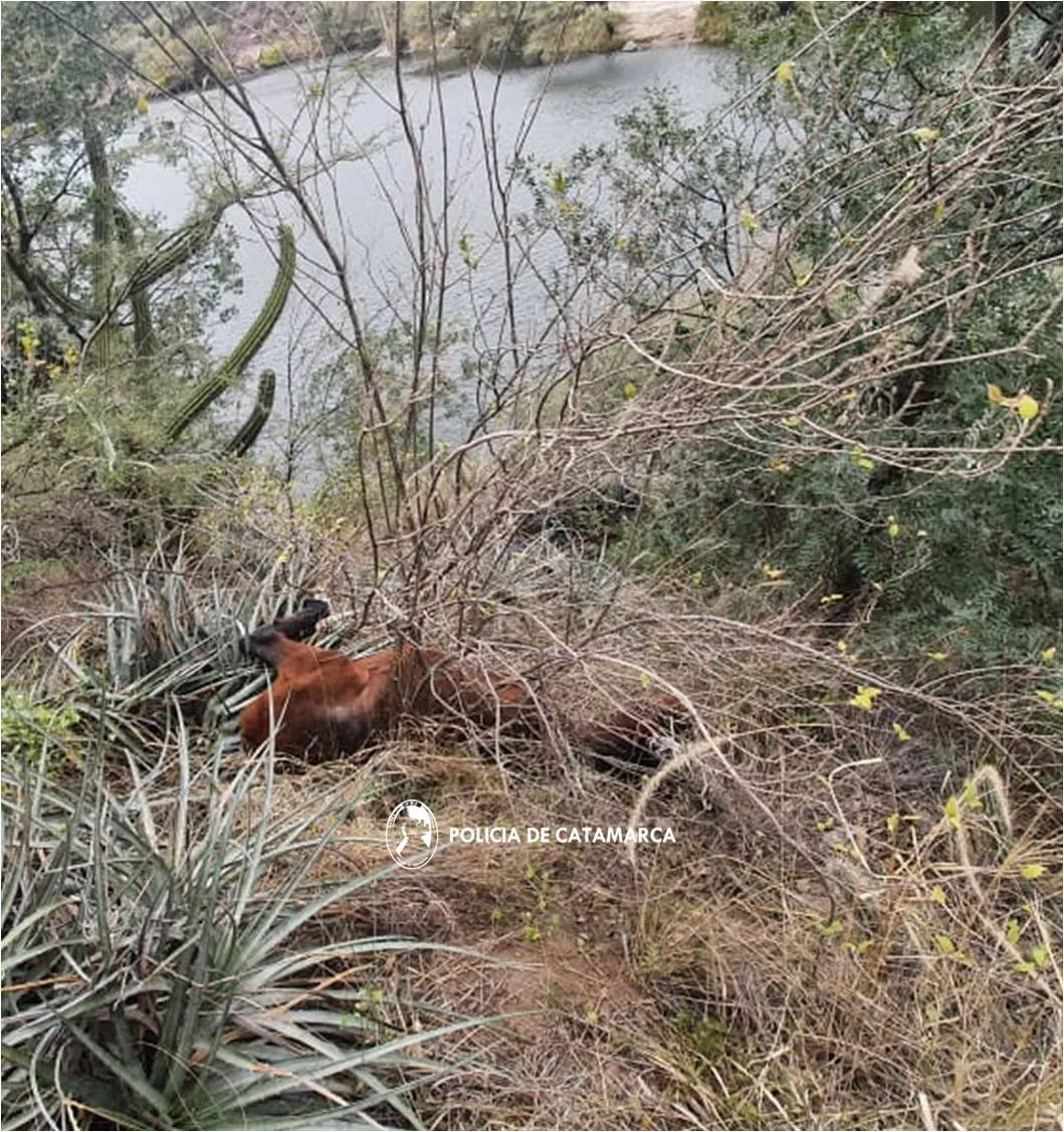caballo rescatado 1- cuarta