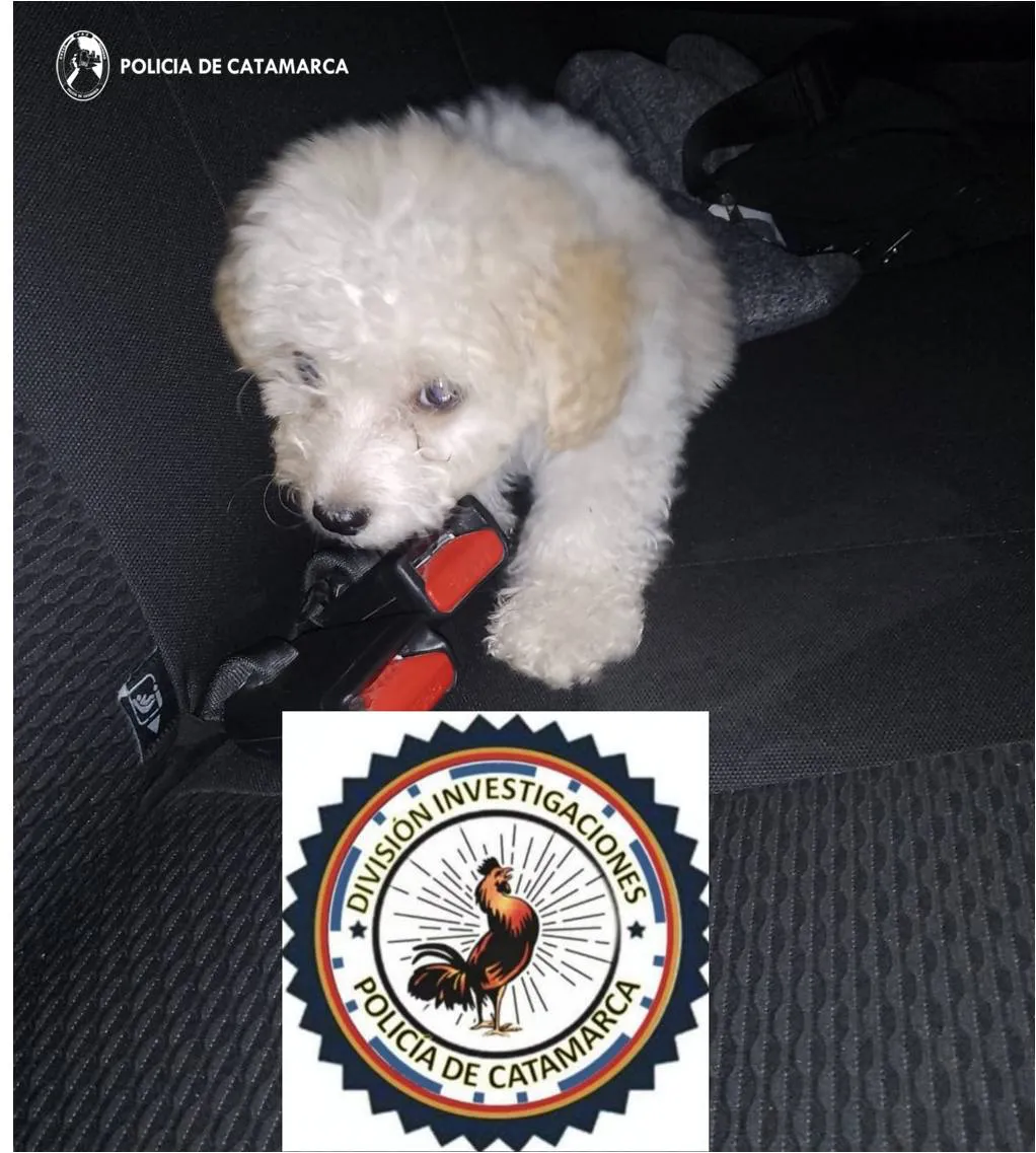 División investigaciones 1