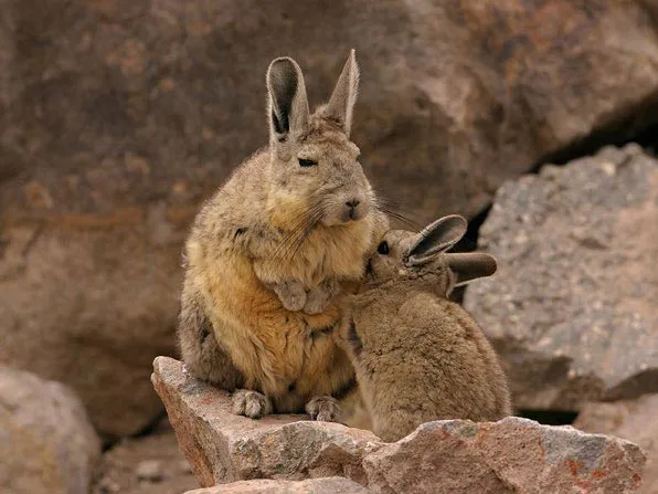 multimedia.normal.bc36a079a1d0b211.56697a63616368612d76697a63616368615f6e6f726d616c2e6a7067