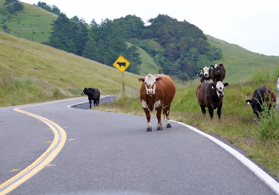 animales-sueltos-en-la-ruta