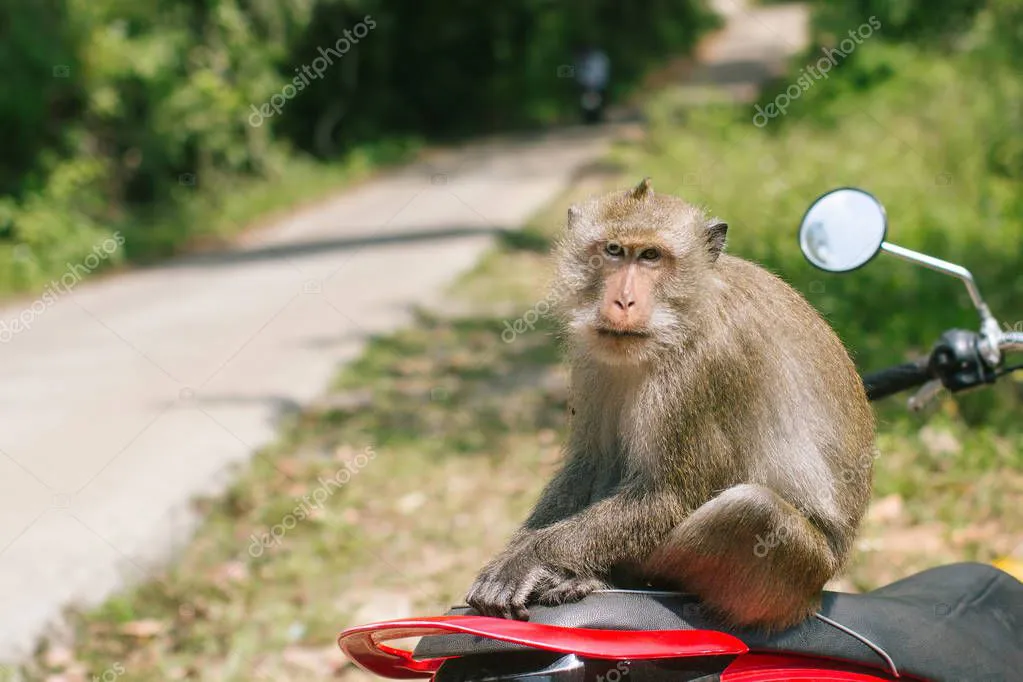 depositphotos_198881424-stock-photo-monkey-sitting-motorbike