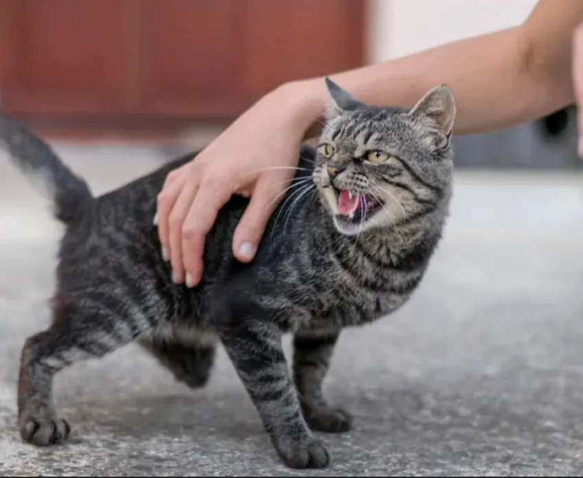 Screenshot_20251126_100639_Google