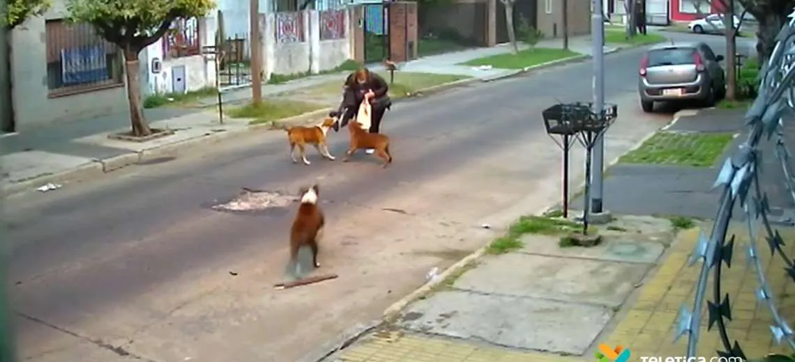 tres-pitbull-atacan-a-mujer-que-caminaba-por-la-calle_2096912521_1140x520