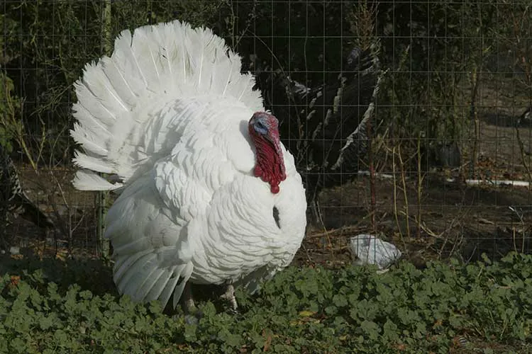 Pavo-blanco-de-holanda-caracteristicas
