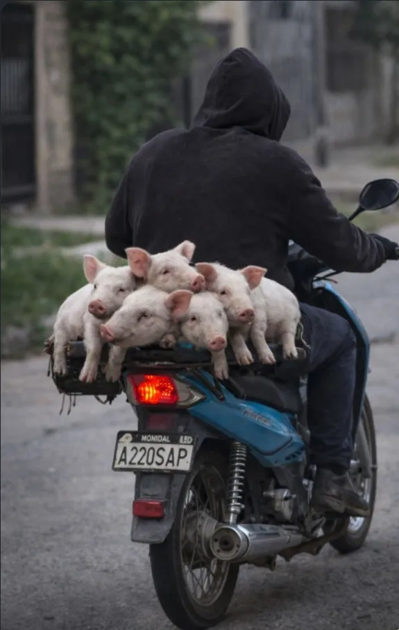 Screenshot_20260217_190418_WhatsApp