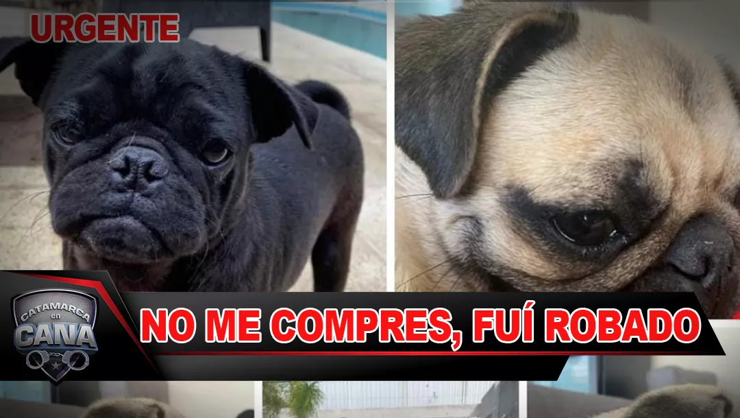 VÍDEO: Roban Perros de raza y quedaron grabados en las cámaras