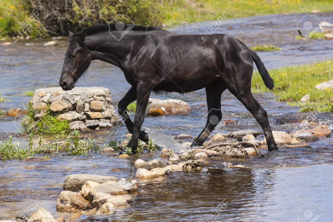 19495456-un-caballo-negro-que-cruza-un-río-en-un-día-de-primavera