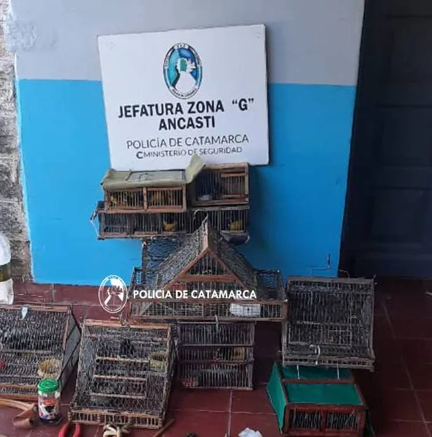 Procedimeinto Cria. Ancasti