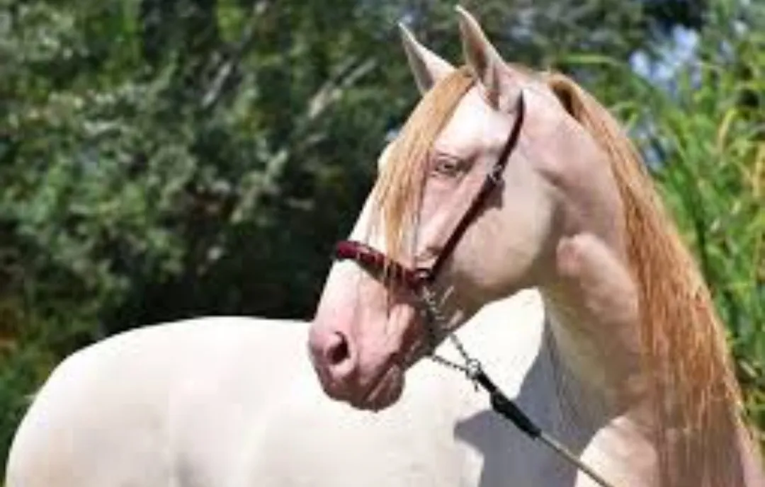 Screenshot_20251104_161709_Google